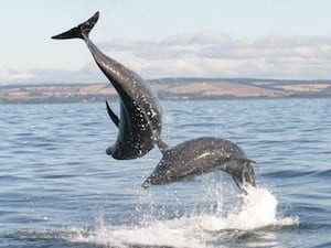 Dolphins leaping from the sea