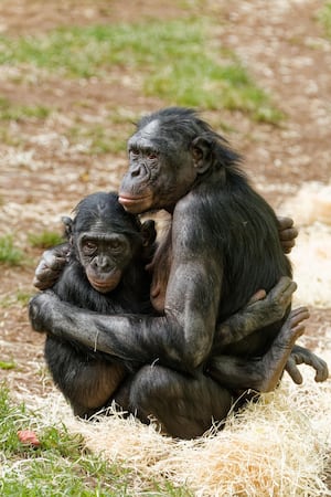 Bonobos at Twycross Zoo