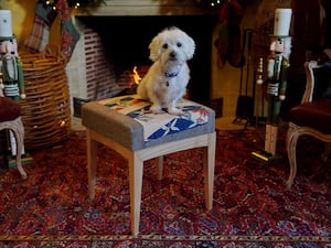 Percy, a Bichon Cross from Battersea Dogs and Cats Home in Old Windsor, sits on a King's Foundation footstool at Highgrove