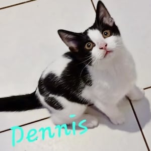 Dennis