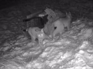 A CCTV screenshot of two lynx in the Cairngorms