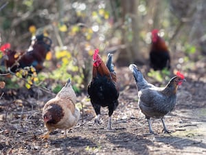 Free range chickens eating