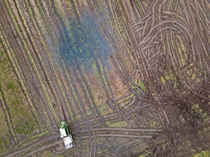 Brussels sprouts are harvested in a flooded field