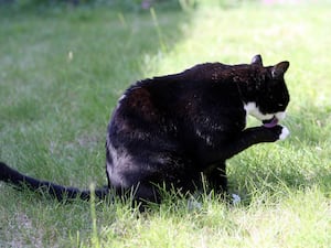 A cat licks its paws while sitting on a patch of grass