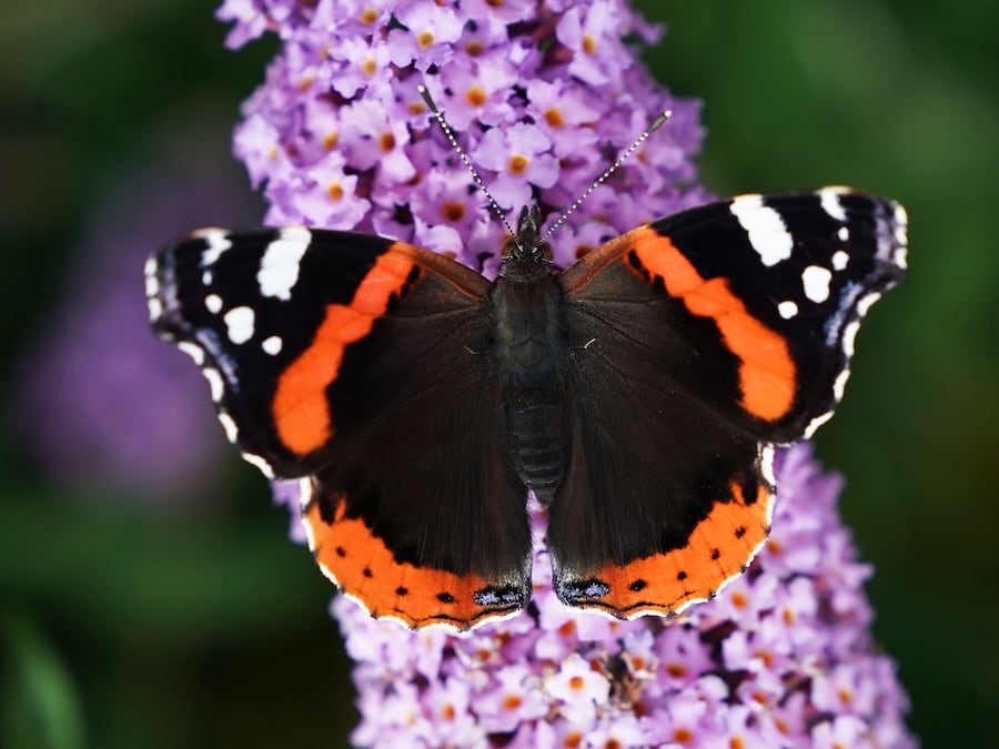 10 new butterfly species in Scotland thanks to climate change study