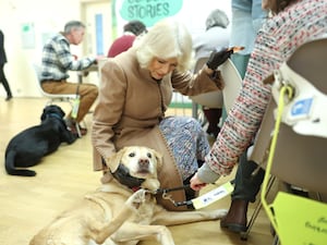 Queen Camilla strokes a guide dog during a visit to the Beaney House of Art and Knowledge in Canterbury