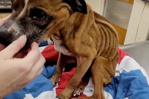 Staffordshire Bull Terrier Mo was left starving and in pain for three months.