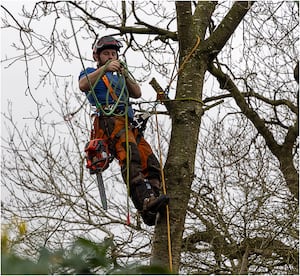 Roger Walford    -    The Tree Surgeon