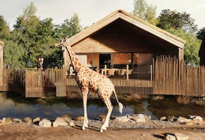 The Reserve at Chester Zoo - View of Giraffe Lodge