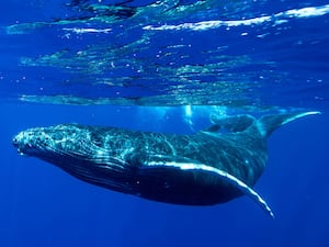 Underwater shot of a humpback whale