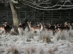 Deer in a frosty Phoenix Park in Dublin,