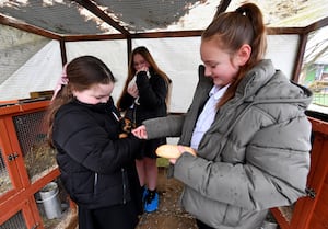 Pupils feeding the school's guinea pigs