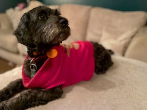 Six-year-old cockapoo Lola, who was found by The Mumbles RNLI volunteer lifeboat crew (Kinally family/Royal National Lifeboat Institution)