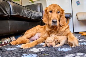 Mum Rebecca with the pups. Photo: Dave Phillips/PinPep