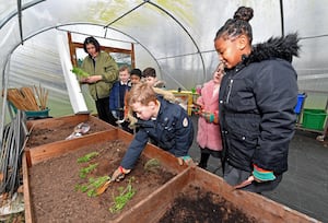 Pupils planting herbs in the schools allotment 