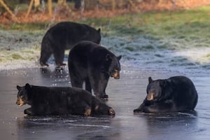 North American black bears playing on the ice at Woburn Safari Park in Bedfordshire. | Woburn Safari Park / SWNS