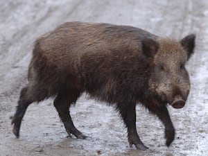 An escaped wild boar crossing a road