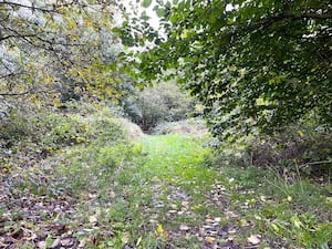 Photo taken by LDR Rachel Alexander 
Permission for use for LDR partners
Story: Clearance of Walsall woodland paused as government reviews school building programme 
