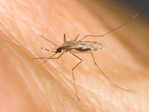 A female malaria mosquito (Anopheles funestus) biting a human arm