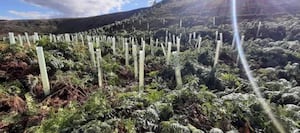 Severn Trent's tree planting commitment