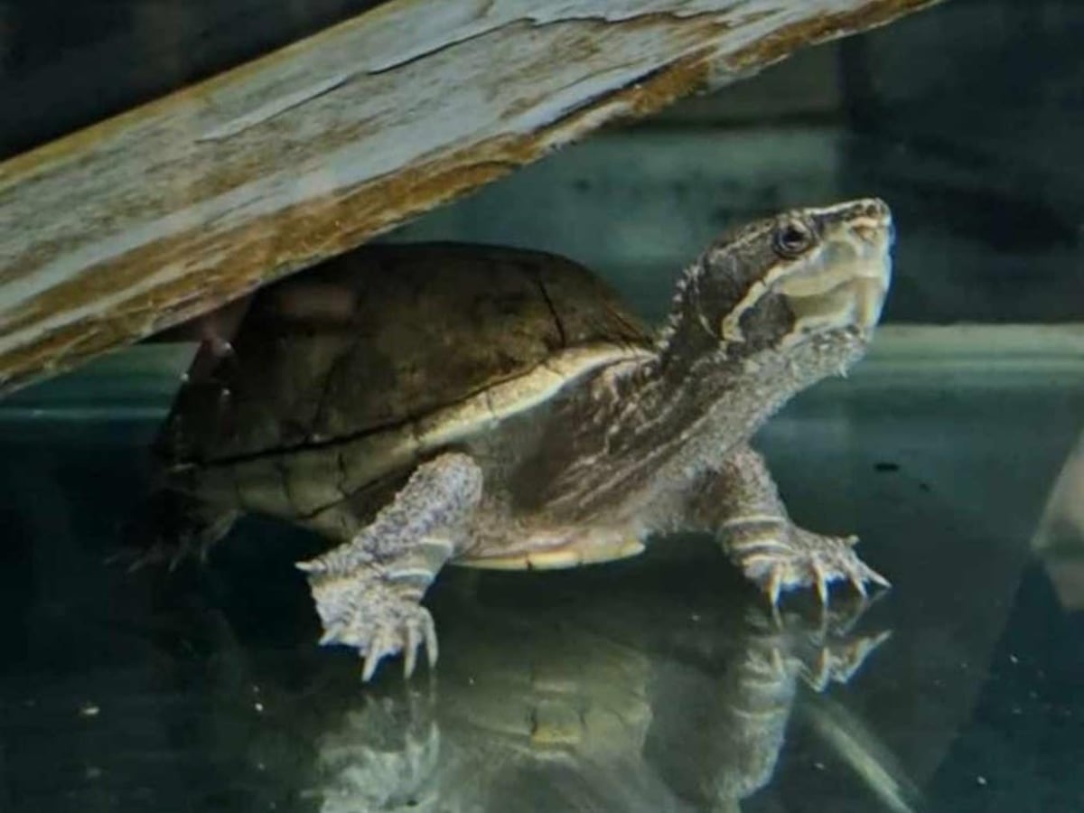 Elon the musk turtle rehomed by RSPCA after record 1,579 days | Express ...