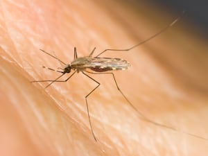 Close-up of a mosquito biting a human arm