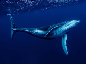 A Humpback whale swimming underwater