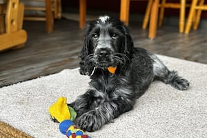 Pickles the Hearing Dog puppy