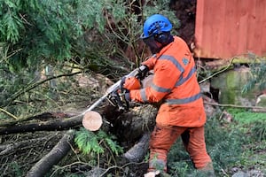 Tree surgeons working to remove the fallen tree from the road on Friday morning