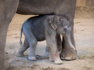 A baby elephant