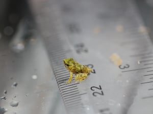 A newborn Darwin's frog on a ruler at London Zoo