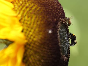 Bees on a sunflower head