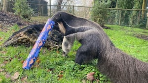 One of the zoo's giant anteaters inspecting his gift