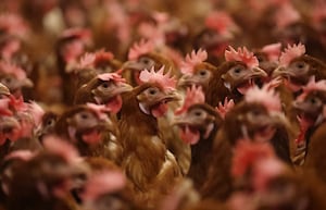 Bird flu is rare in humans, but it can be serious or even deadly.