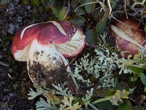 Russula neopascua grows among alpine willow of the high Rockies in Colorado and Montana. (Chance Noffsinger)