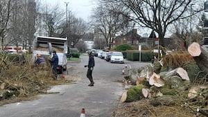 A large old Willow tree that fell in Burrows Street, Birchills is cleared by council workers