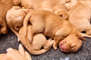 They were the first Guide Dog pups to be born in 2025. Photo: Dave Phillips/PinPep 