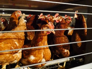 Hens in a cage