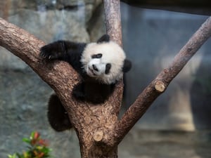 Hong Kong Pandas