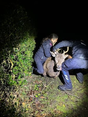 The deer was rescued in Norton Canes. Photo: RSPCA