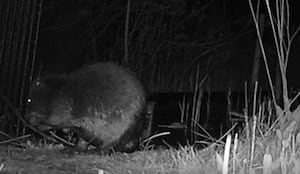 Beaver caught on night camera