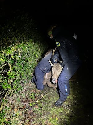 The deer got away unharmed. Photo: RSPCA