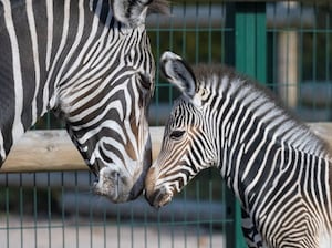 Manilow, or Manny for short, was born at West Midlands Safari Park on Saturday October 19. 