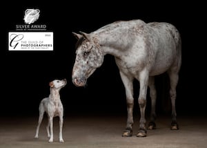 'Spots upon Spots' which was given a Silver award, as well as selected for 'Equine Image of the Year' 