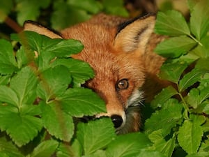 A fox in foliage