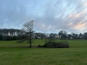 The iconic oak tree has been destroyed