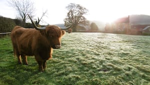 A Highland cow enjoying the frost in Shropshire. Picture: Peter Steggles