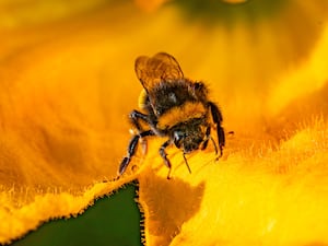 A bee collects pollen (Ben Birchall/PA)