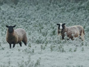 Two sheep stand in a frozen field