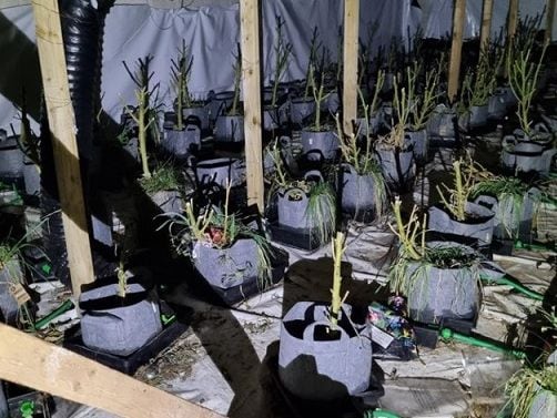 Cannabis factory discovered at industrial unit in Rowley Regis after police swoop in